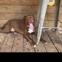 Enlarge BoBo, a Adoptable Mixed Breed in Dallas, TX image 2/5