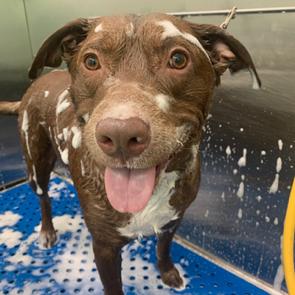 Enlarge BoBo, a Adoptable Mixed Breed in Dallas, TX image 3/5