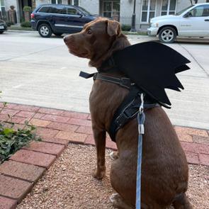 Enlarge BoBo, a Adoptable Mixed Breed in Dallas, TX image 4/5