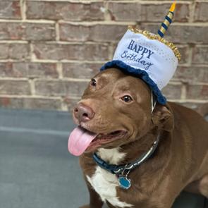 Enlarge BoBo, a Adoptable Mixed Breed in Dallas, TX image 5/5