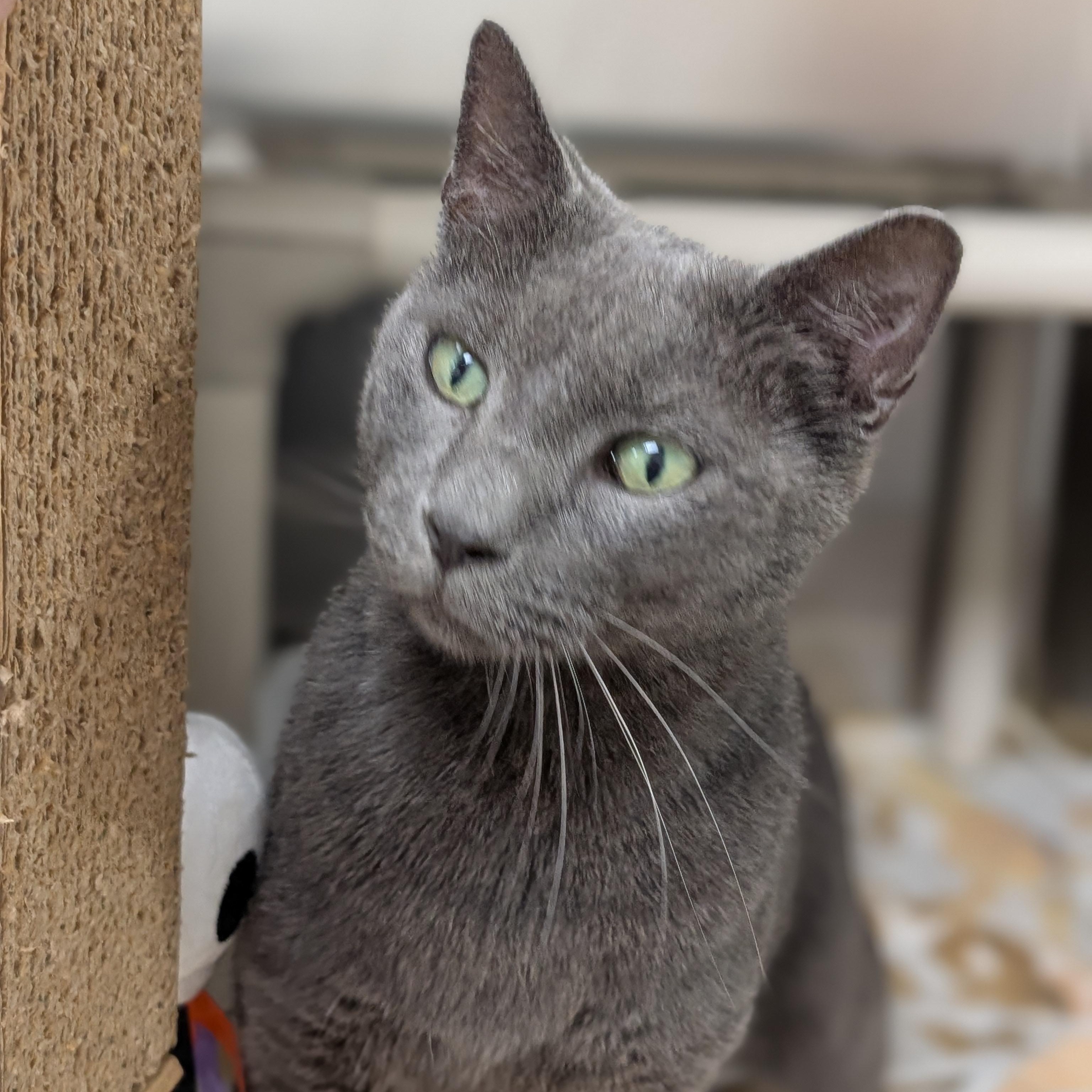 Enlarge Earl, a Adopted Domestic Long Hair in St. Augustine, FL image 2/6