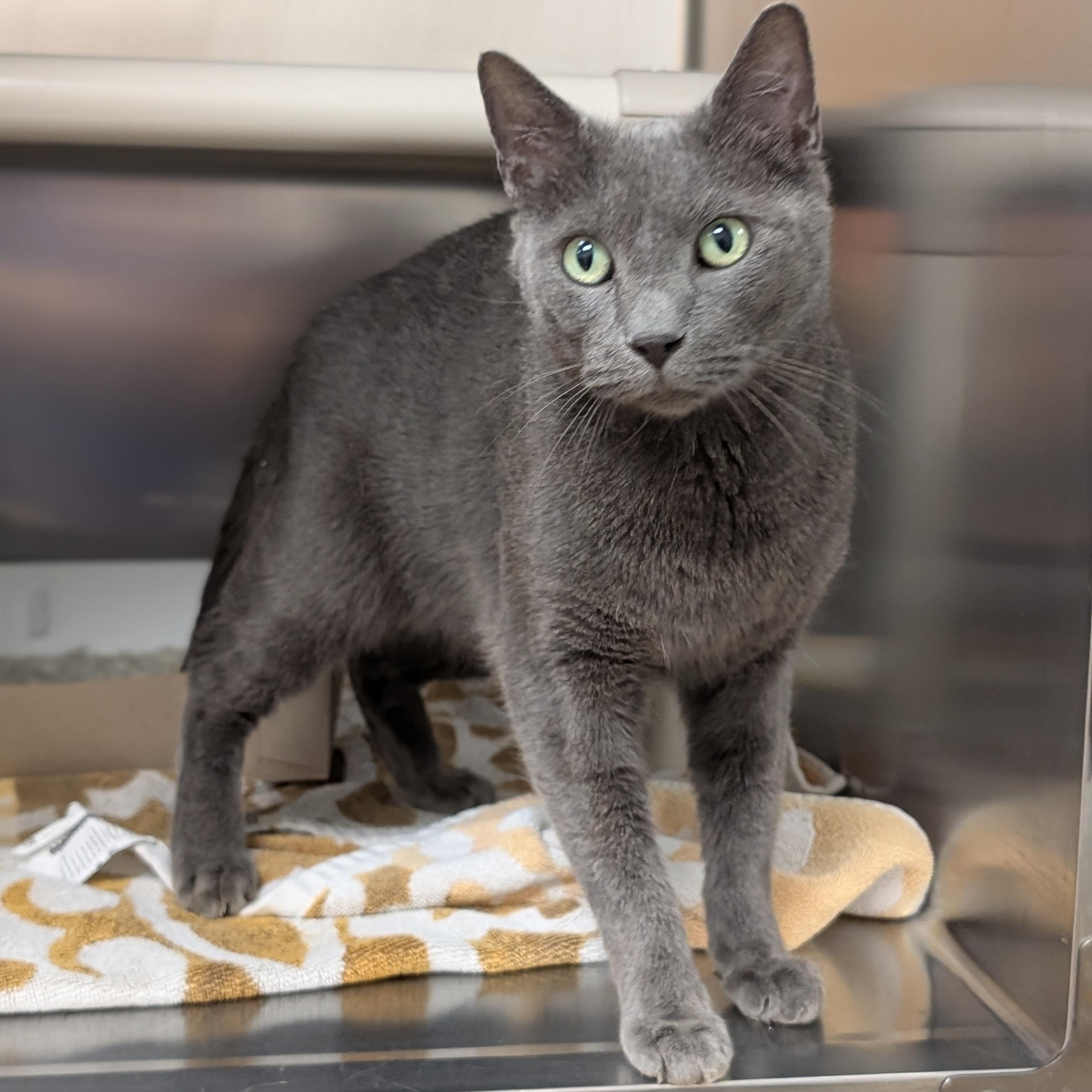 Earl, Adoptable, Adult Male Domestic Long Hair.