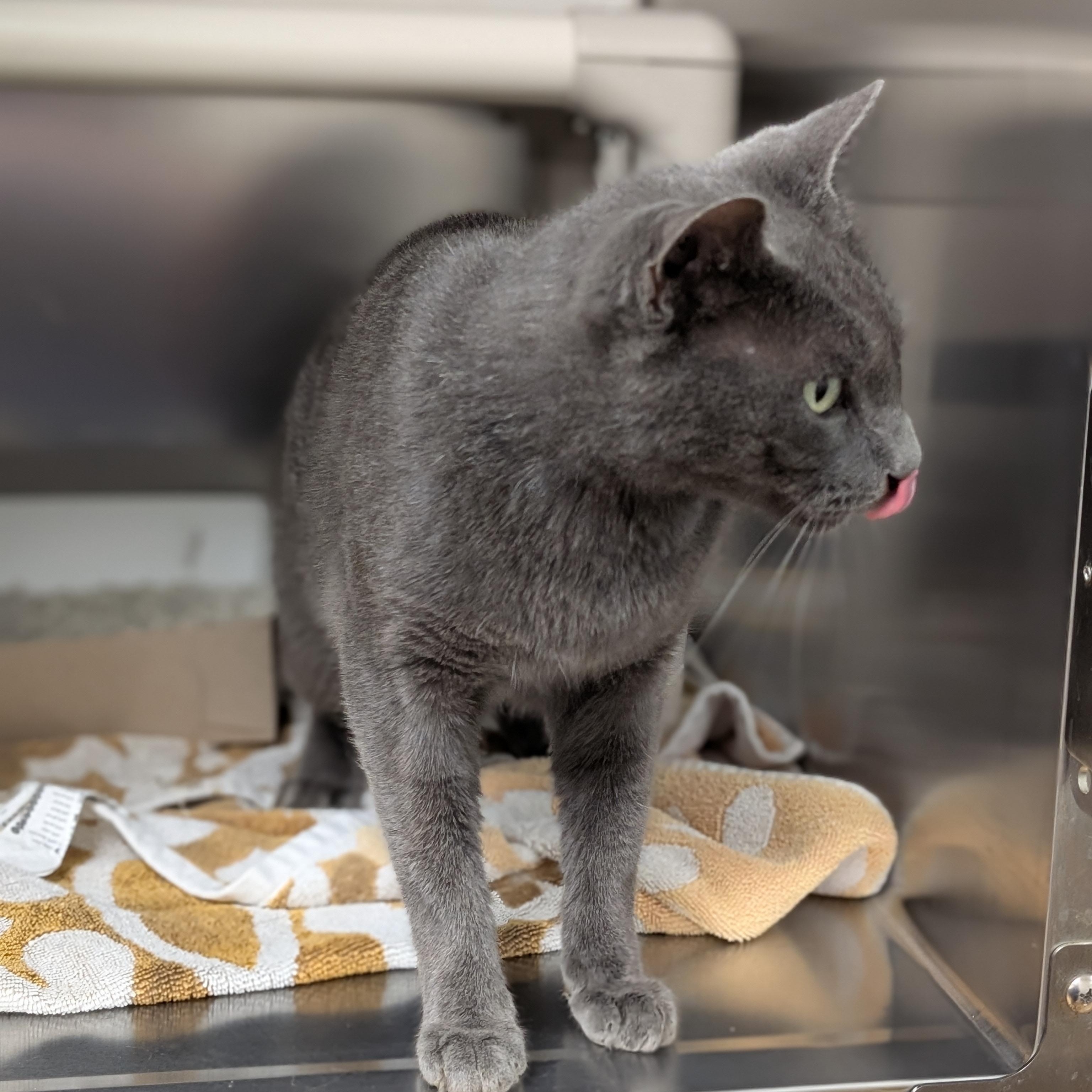 Enlarge Earl, a Adopted Domestic Long Hair in St. Augustine, FL image 4/6