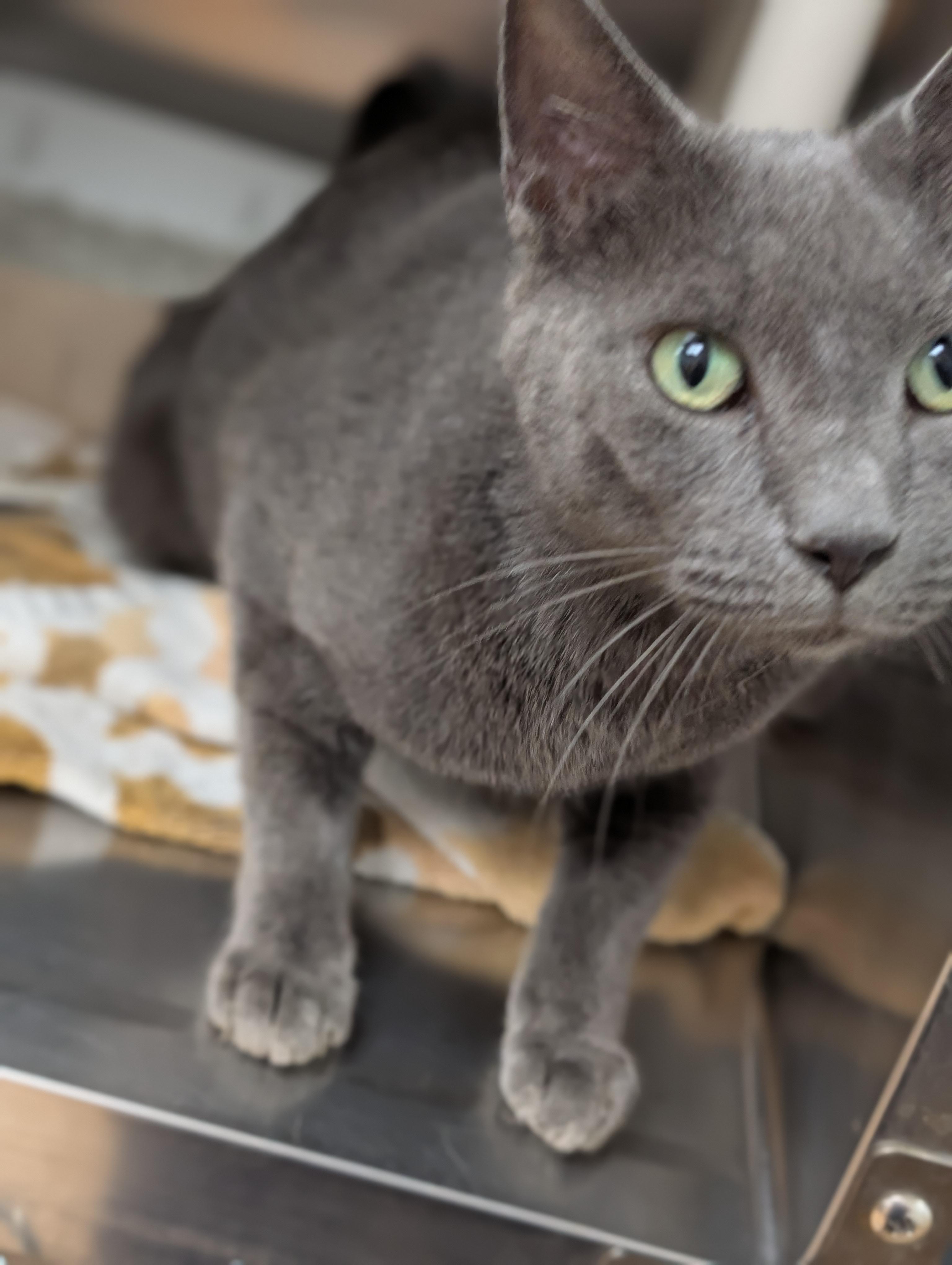 Enlarge Earl, a Adopted Domestic Long Hair in St. Augustine, FL image 6/6