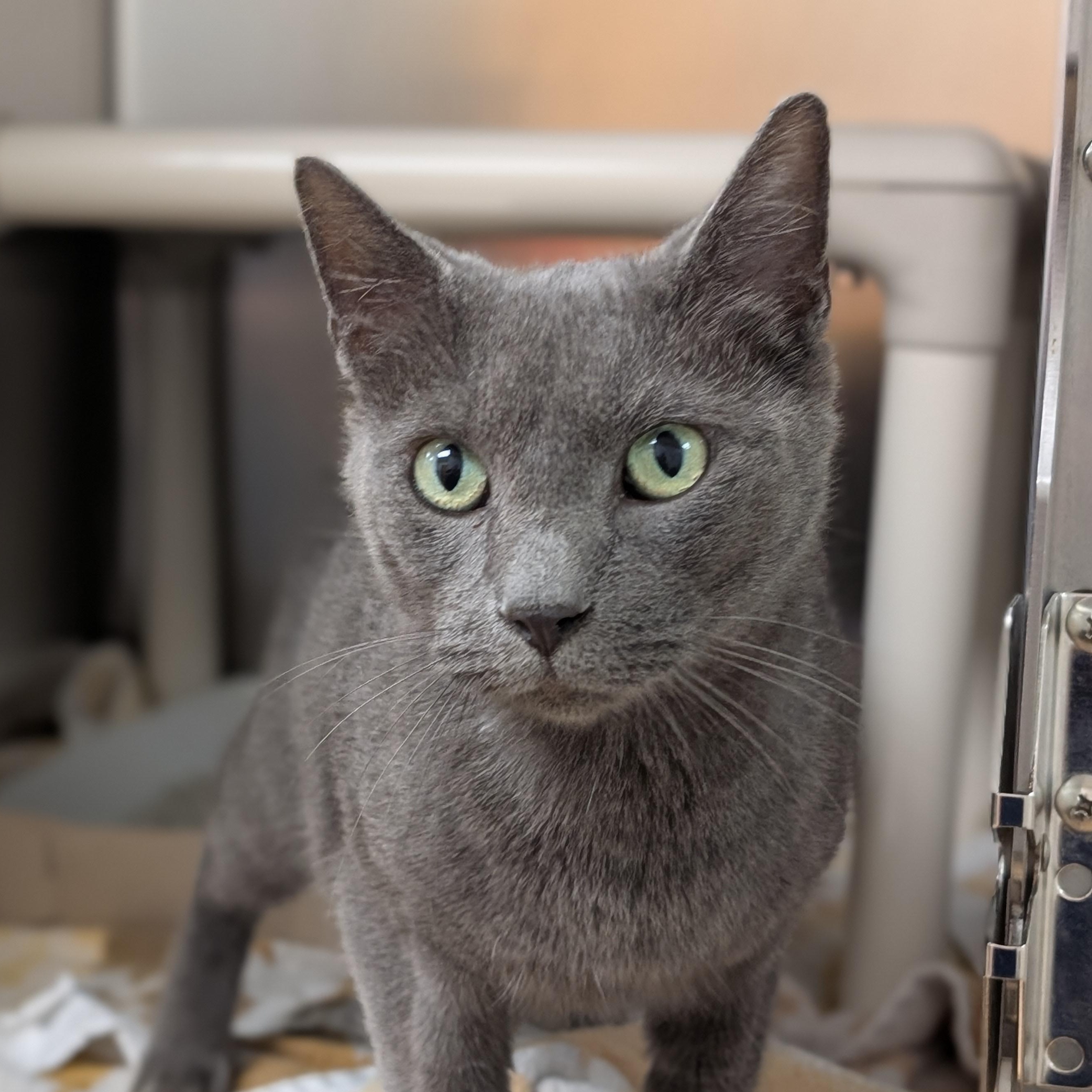 Enlarge Earl, a Adopted Domestic Long Hair in St. Augustine, FL image 3/6