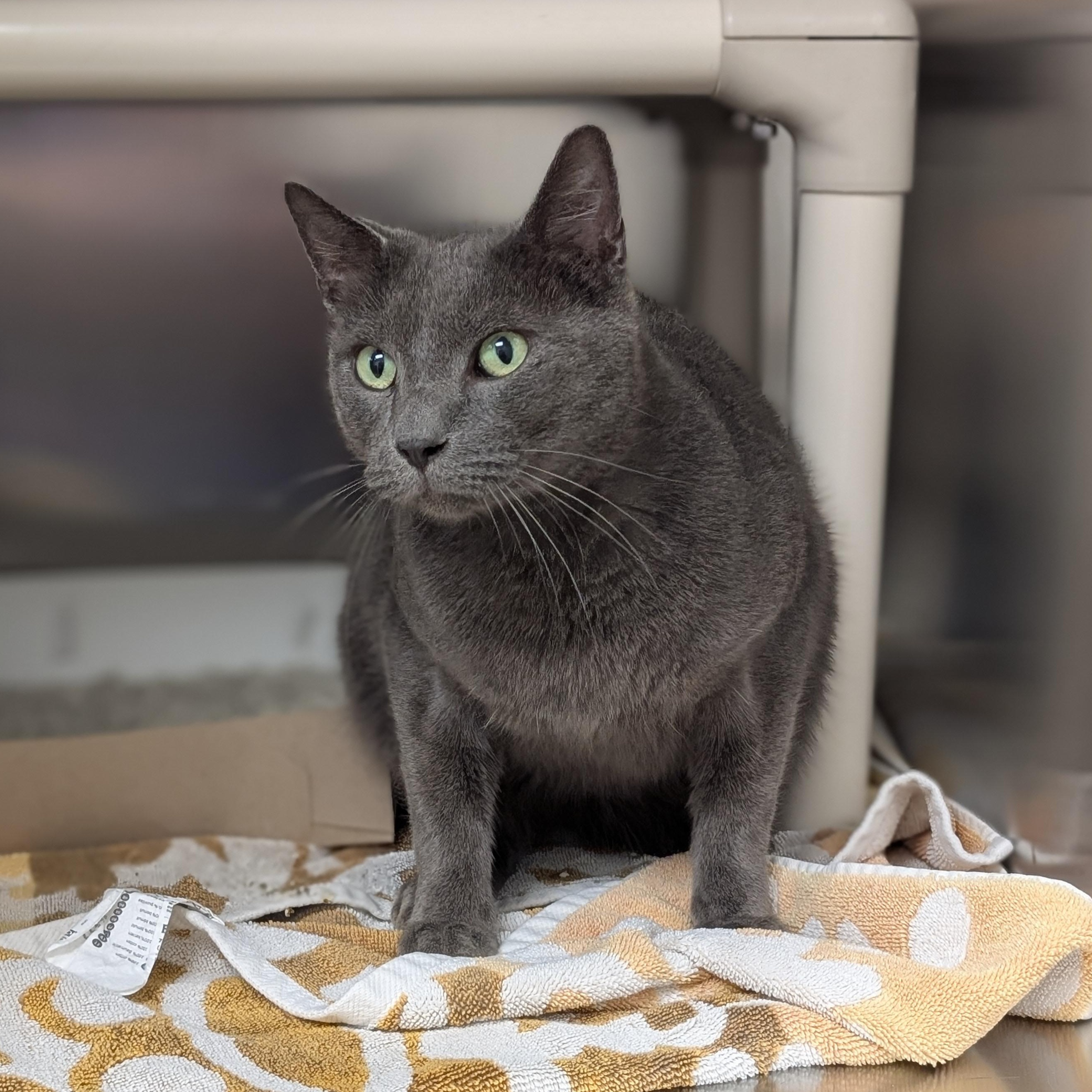 Enlarge Earl, a Adopted Domestic Long Hair in St. Augustine, FL image 5/6