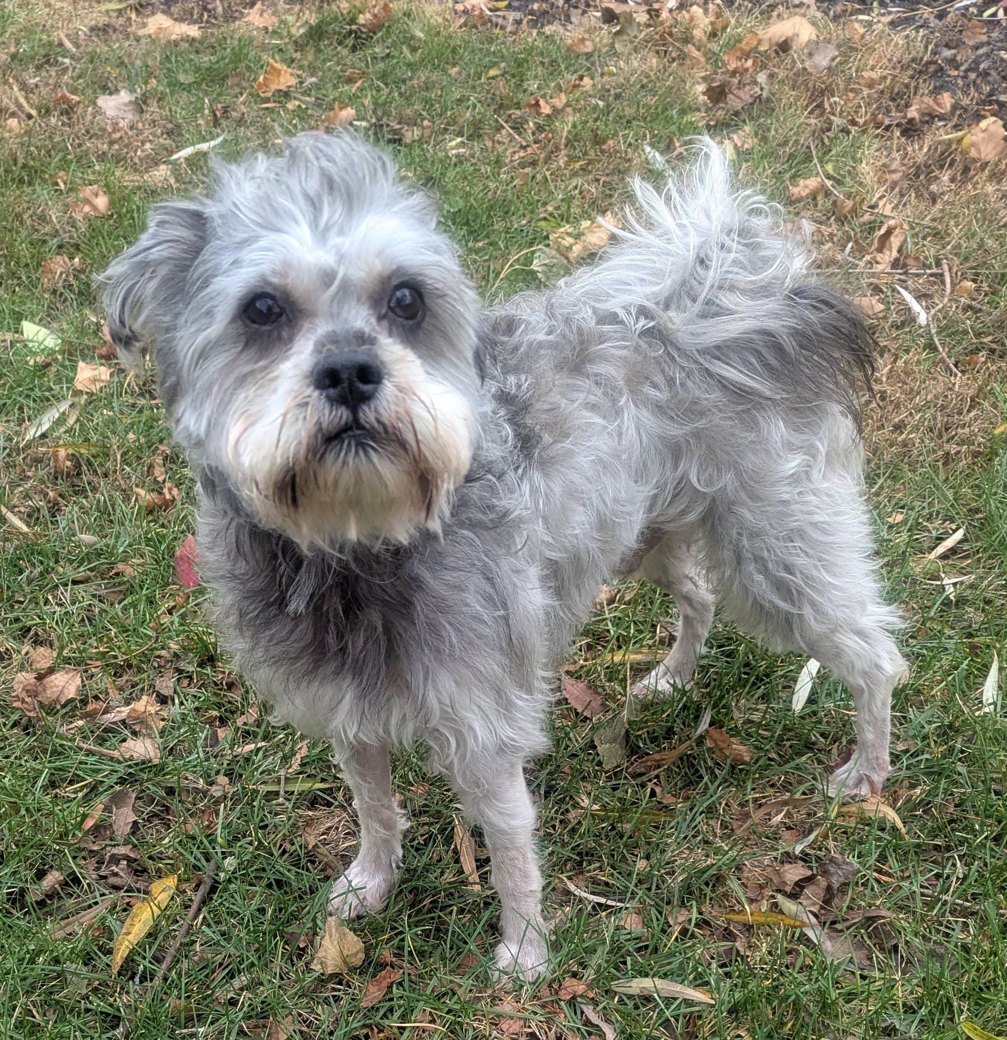 Yanny, a Adoptable mixed breed in Yorkville, IL image 1/5