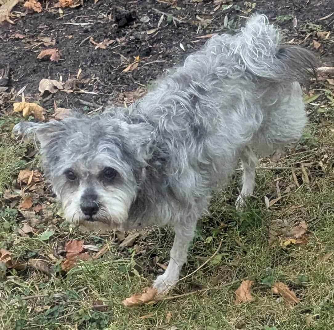 Yanny, a Adoptable mixed breed in Yorkville, IL image 2/5
