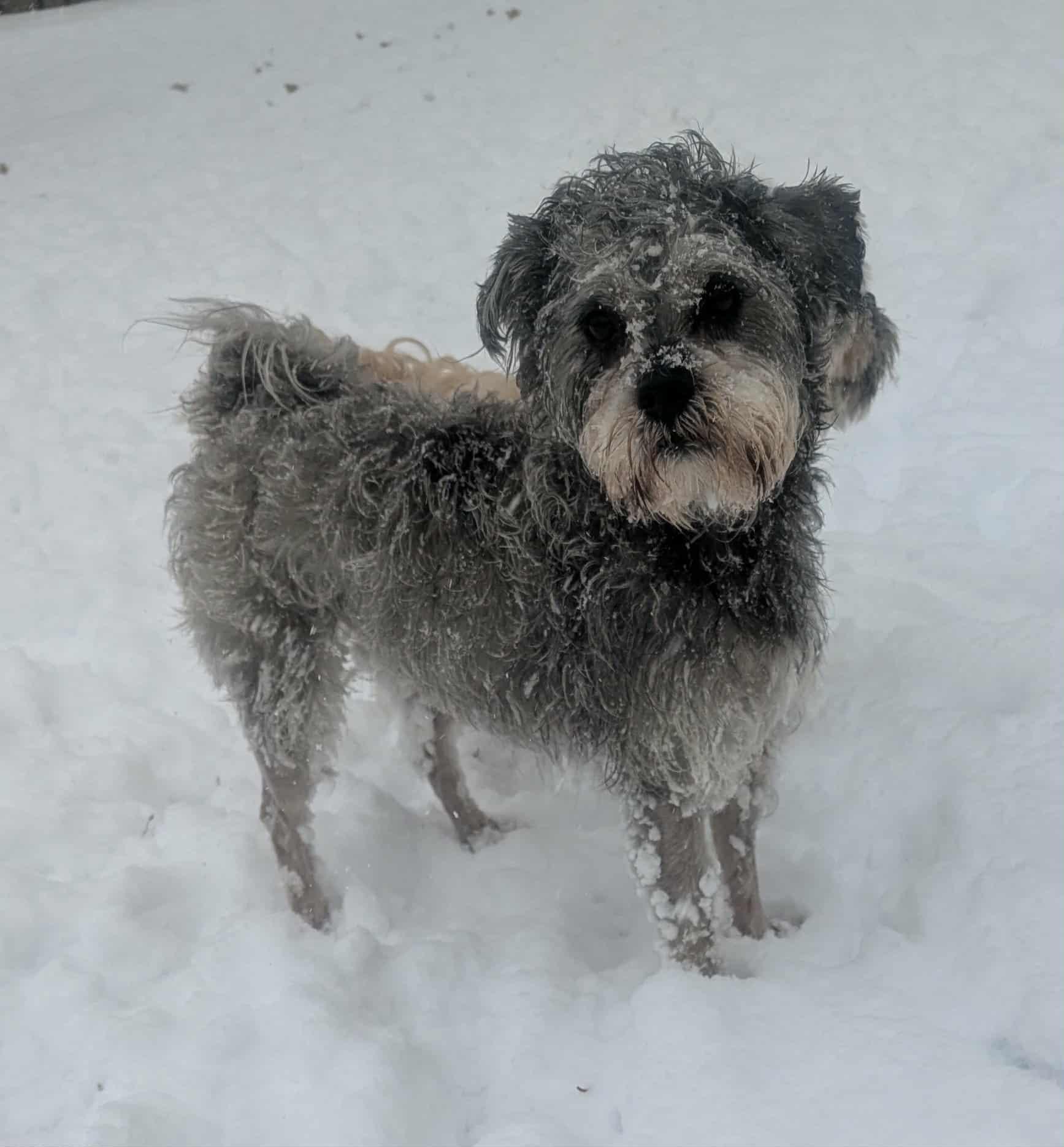 Yanny, a Adoptable mixed breed in Yorkville, IL image 4/5