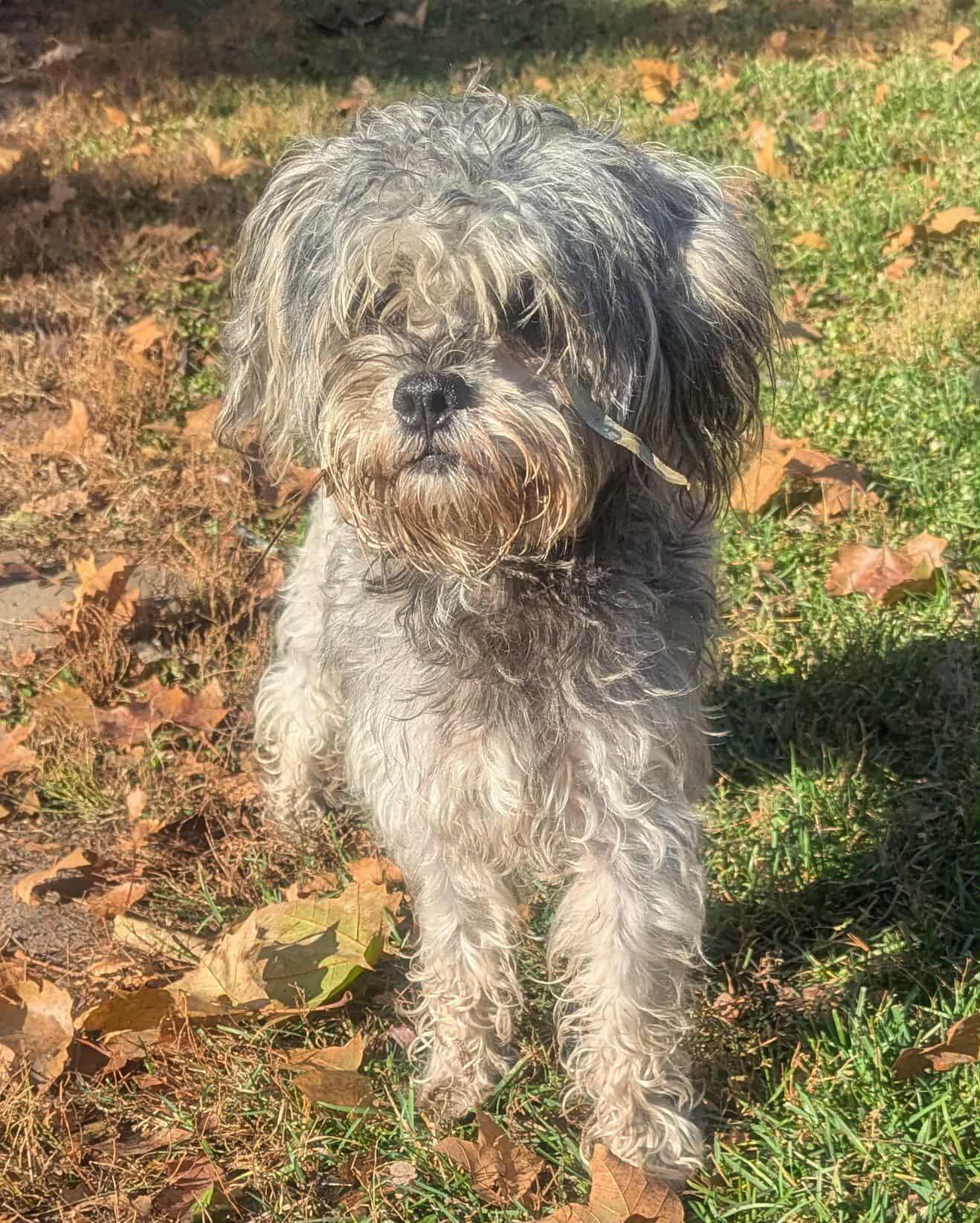 Yanny, a Adoptable mixed breed in Yorkville, IL image 3/5