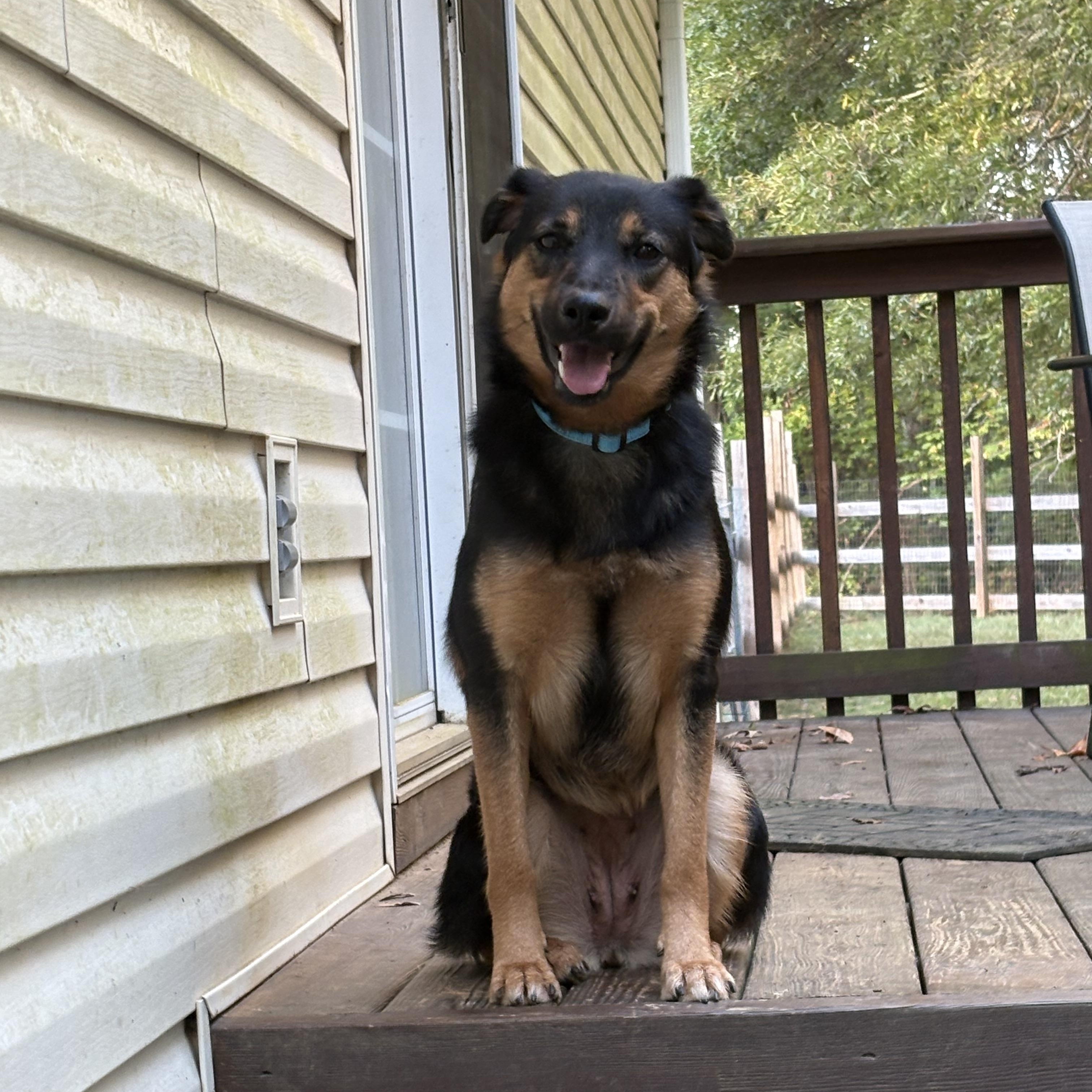 Enlarge Etta, a Adoptable mixed breed in Rock Hill, SC image 2/5