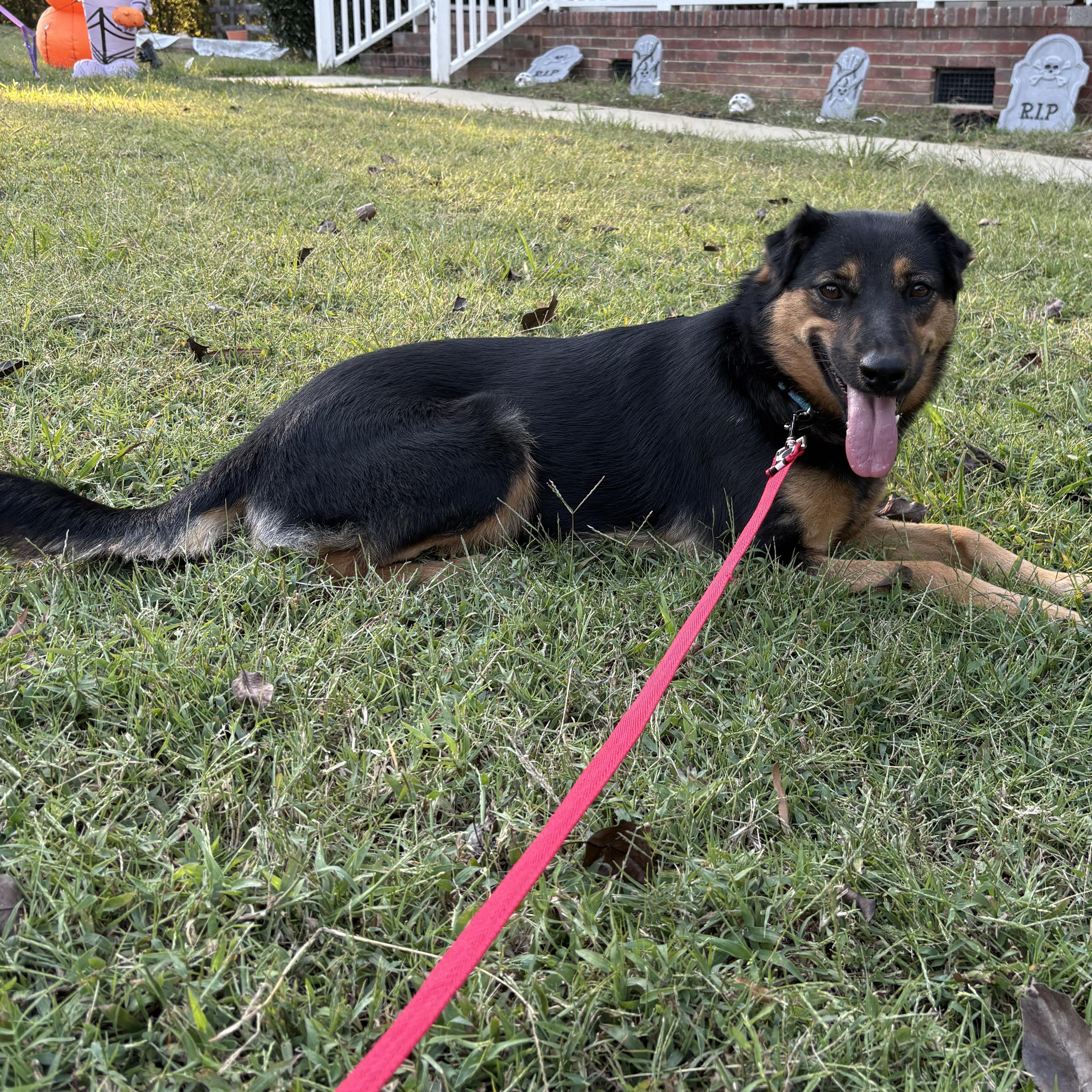 Enlarge Etta, a Adoptable mixed breed in Rock Hill, SC image 3/5