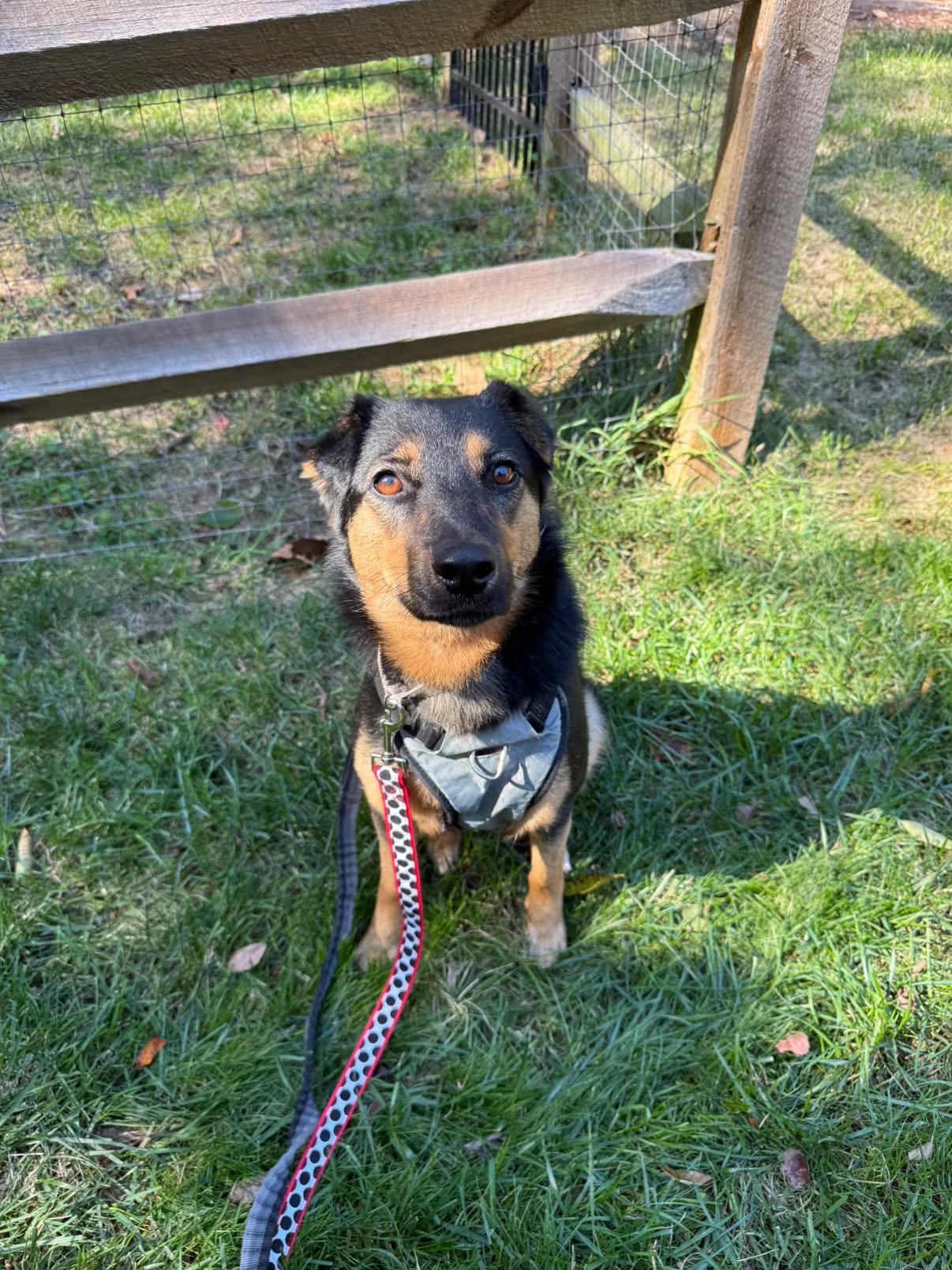 Enlarge Etta, a Adoptable mixed breed in Rock Hill, SC image 4/5