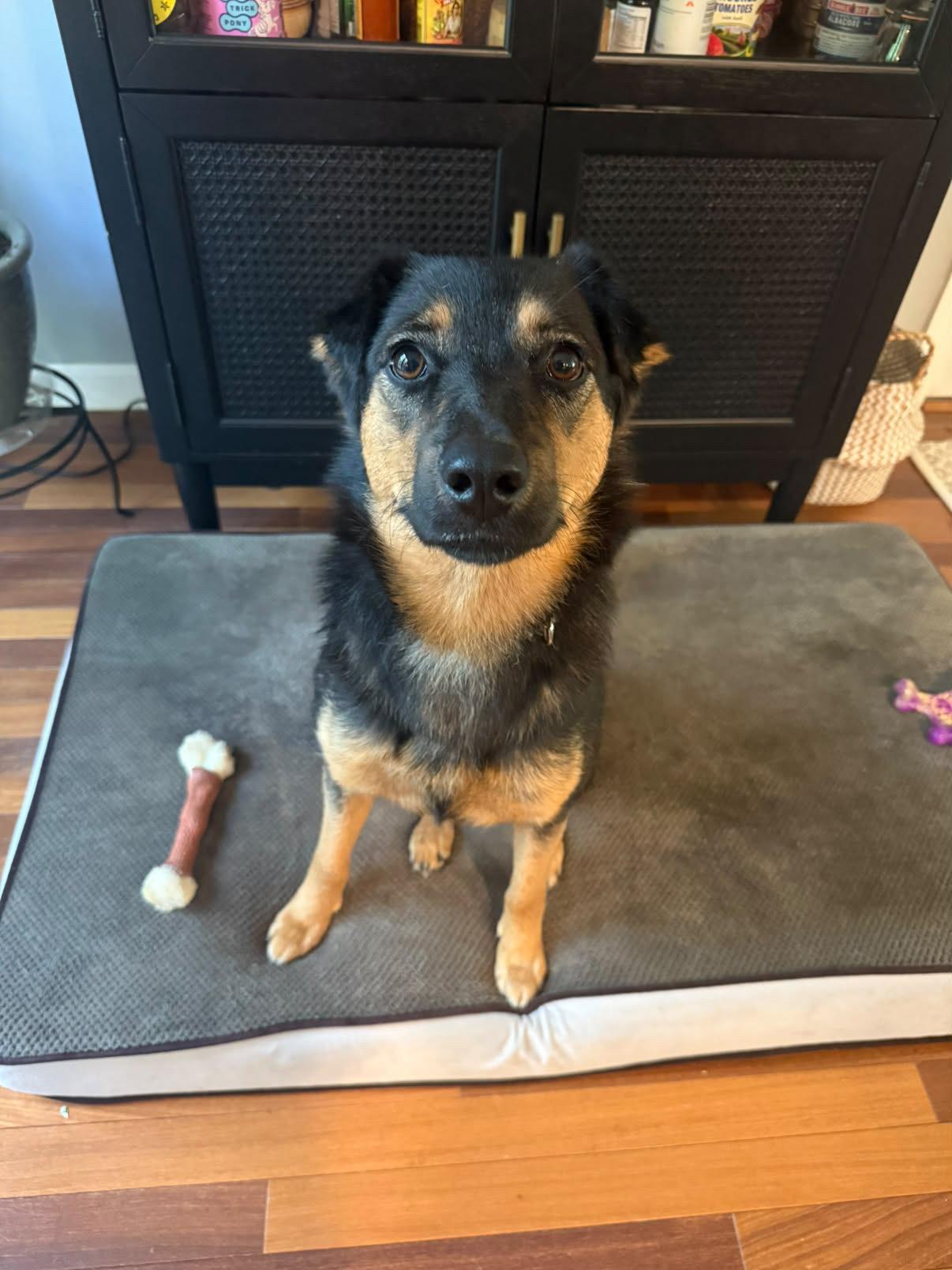 Etta, Adoptable, Puppy Female Shepherd & Mixed Breed.