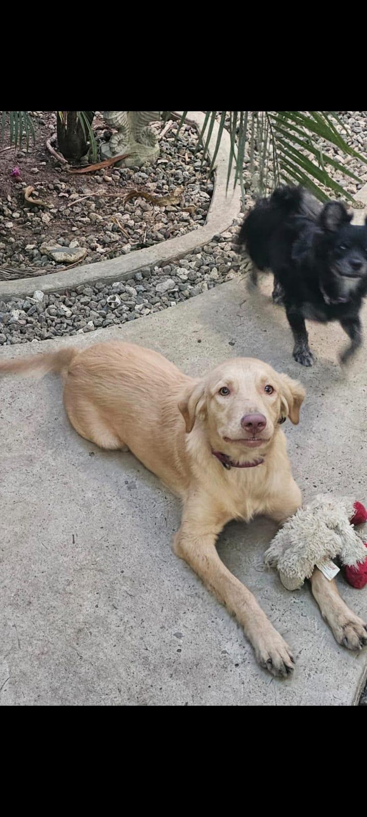 Enlarge Elizabeth (Foster-to-Adopt), a ADOPTABLE Mixed Breed in Mississauga, ON image 4/4