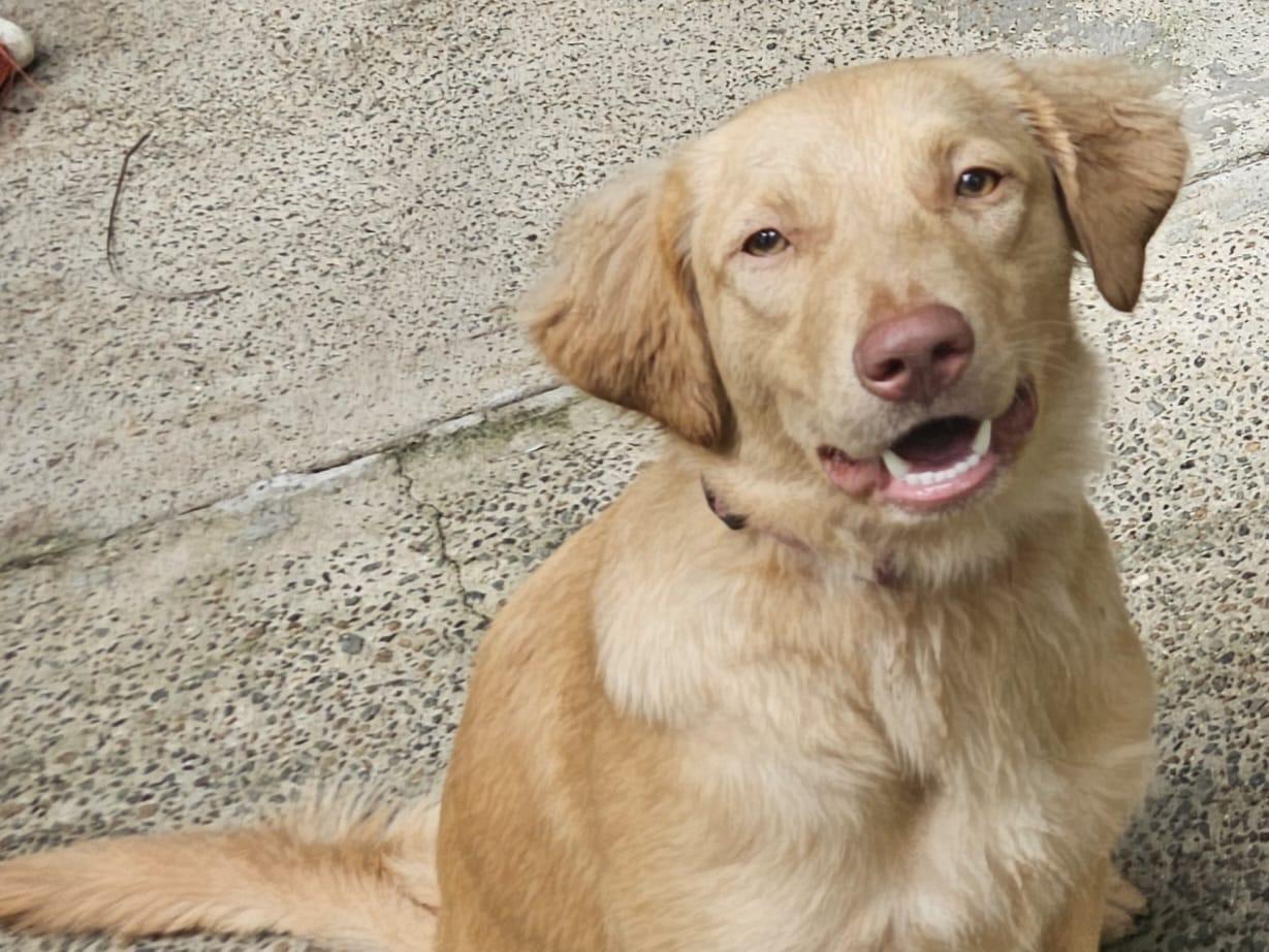 Enlarge Elizabeth (Foster-to-Adopt), a ADOPTABLE Mixed Breed in Mississauga, ON image 1/4