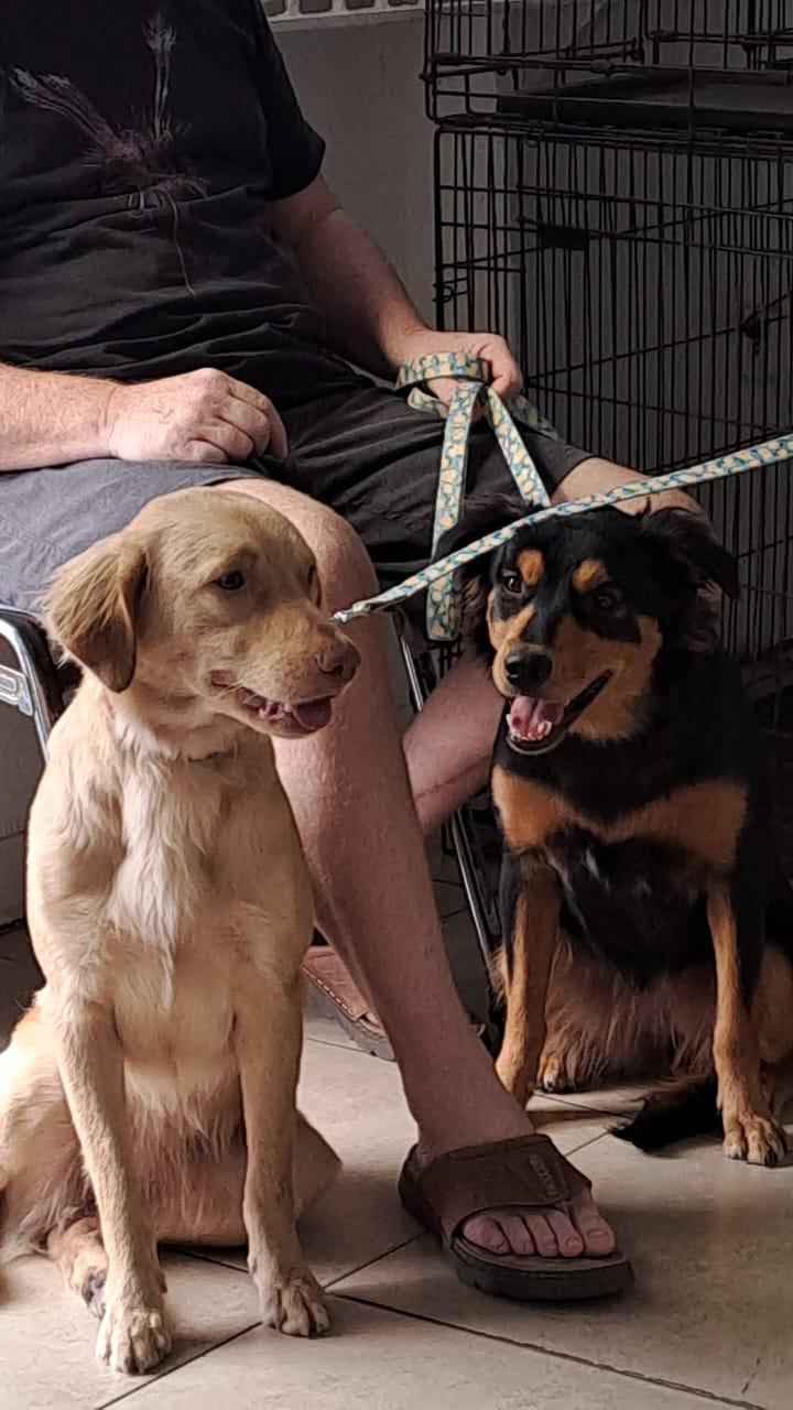 Enlarge Elizabeth (Foster-to-Adopt), a ADOPTABLE Mixed Breed in Mississauga, ON image 2/4