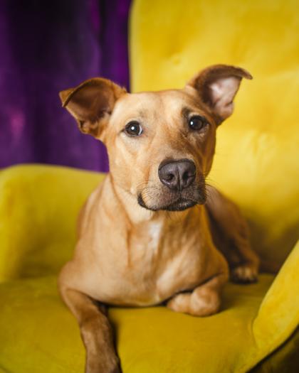 Dax, Adoptable, Adult Male German Shepherd Dog & Mixed Breed.