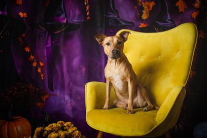 Enlarge Dax, a Adoptable mixed breed in Kingwood, TX image 2/3