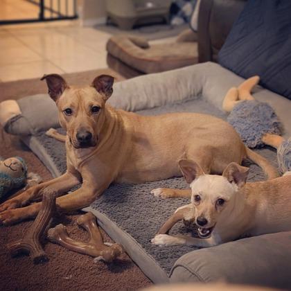 Enlarge Dax, a Adoptable mixed breed in Kingwood, TX image 2/3