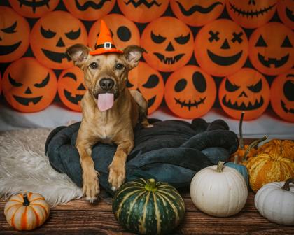 Dax, Adoptable, Adult Male German Shepherd Dog & Mixed Breed.