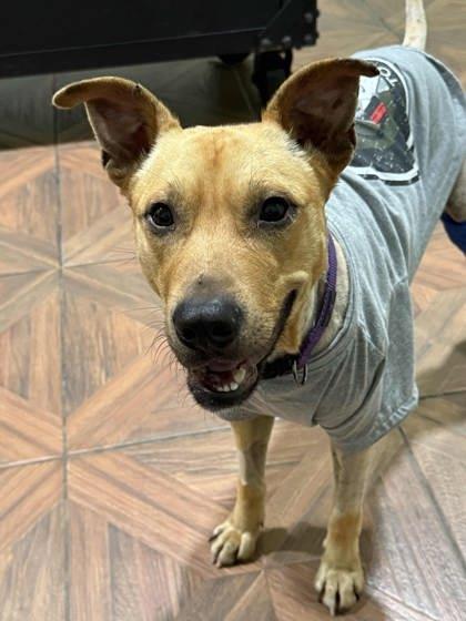 Enlarge Dax, a Adoptable mixed breed in Kingwood, TX image 2/3