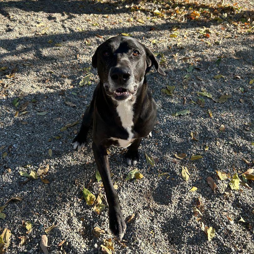 Sunny, Adoptable, Adult Female Labrador Retriever & Pit Bull Terrier.