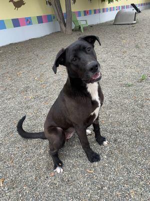 Enlarge Sunny, a Adoptable mixed breed in Ontario, CA image 2/5