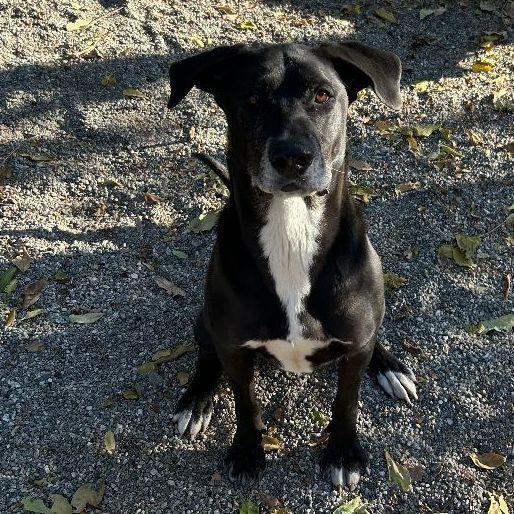 Enlarge Sunny, a Adoptable mixed breed in Ontario, CA image 3/5
