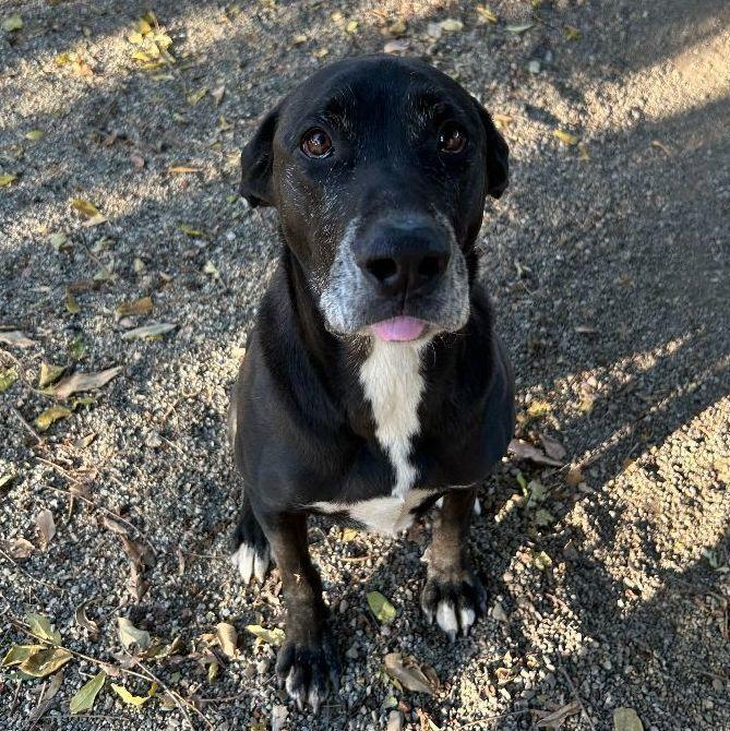 Enlarge Sunny, a Adoptable mixed breed in Ontario, CA image 4/5