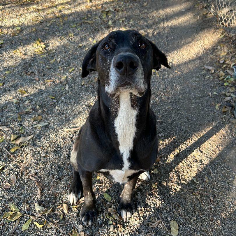 Enlarge Sunny, a Adoptable mixed breed in Ontario, CA image 5/5