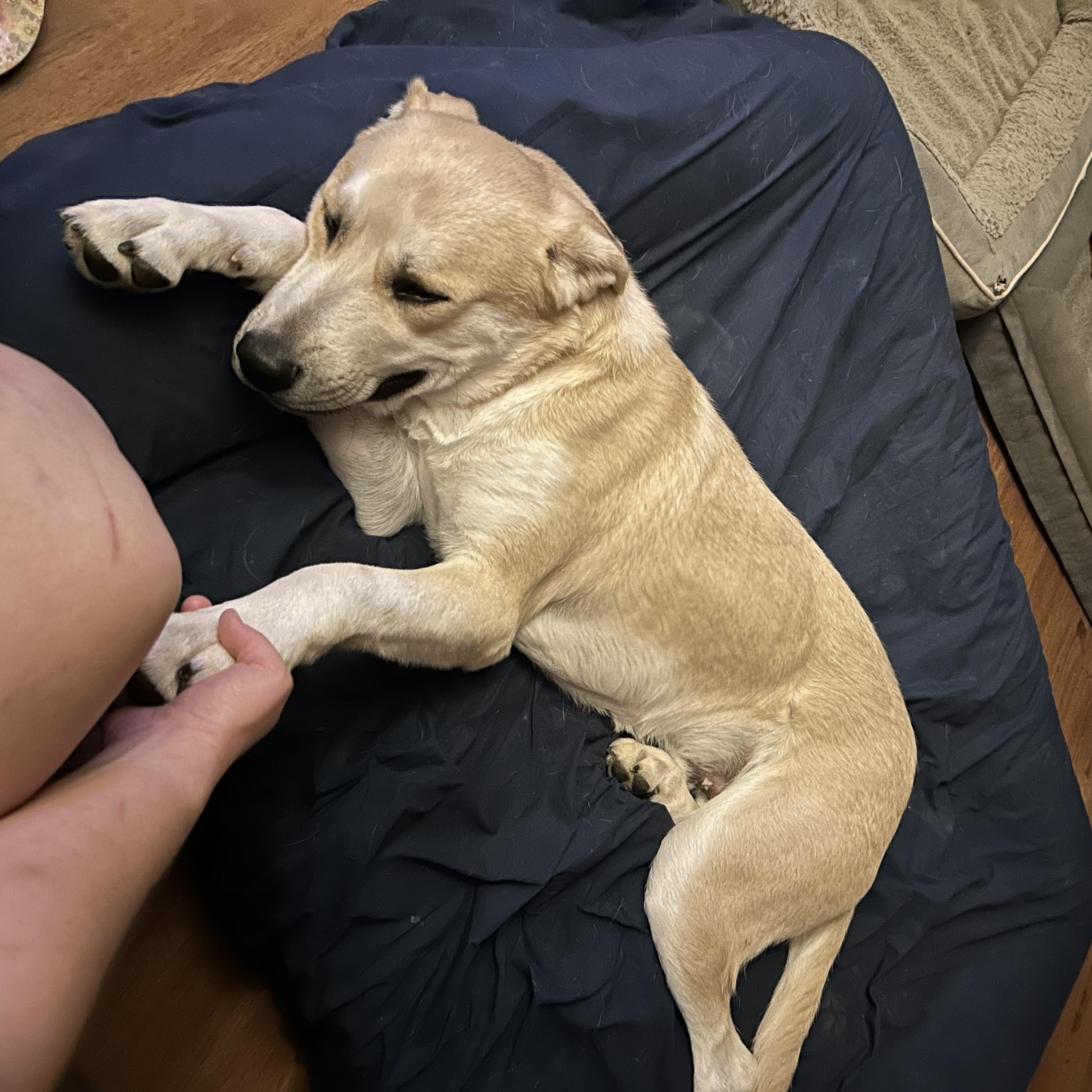Enlarge HG, a ADOPTABLE mixed breed in Bardstown, KY image 4/6