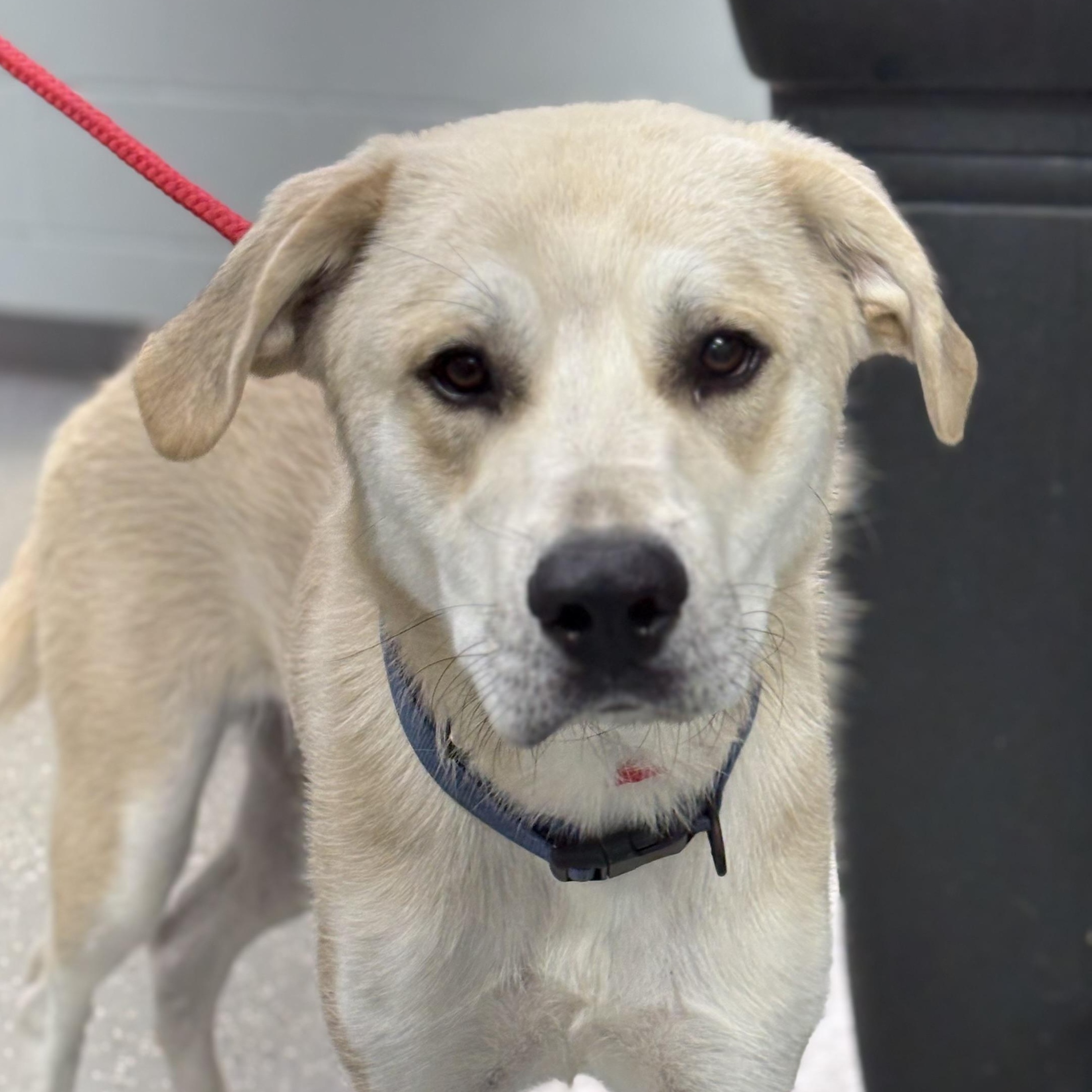 Enlarge HG, a ADOPTABLE mixed breed in Bardstown, KY image 2/6