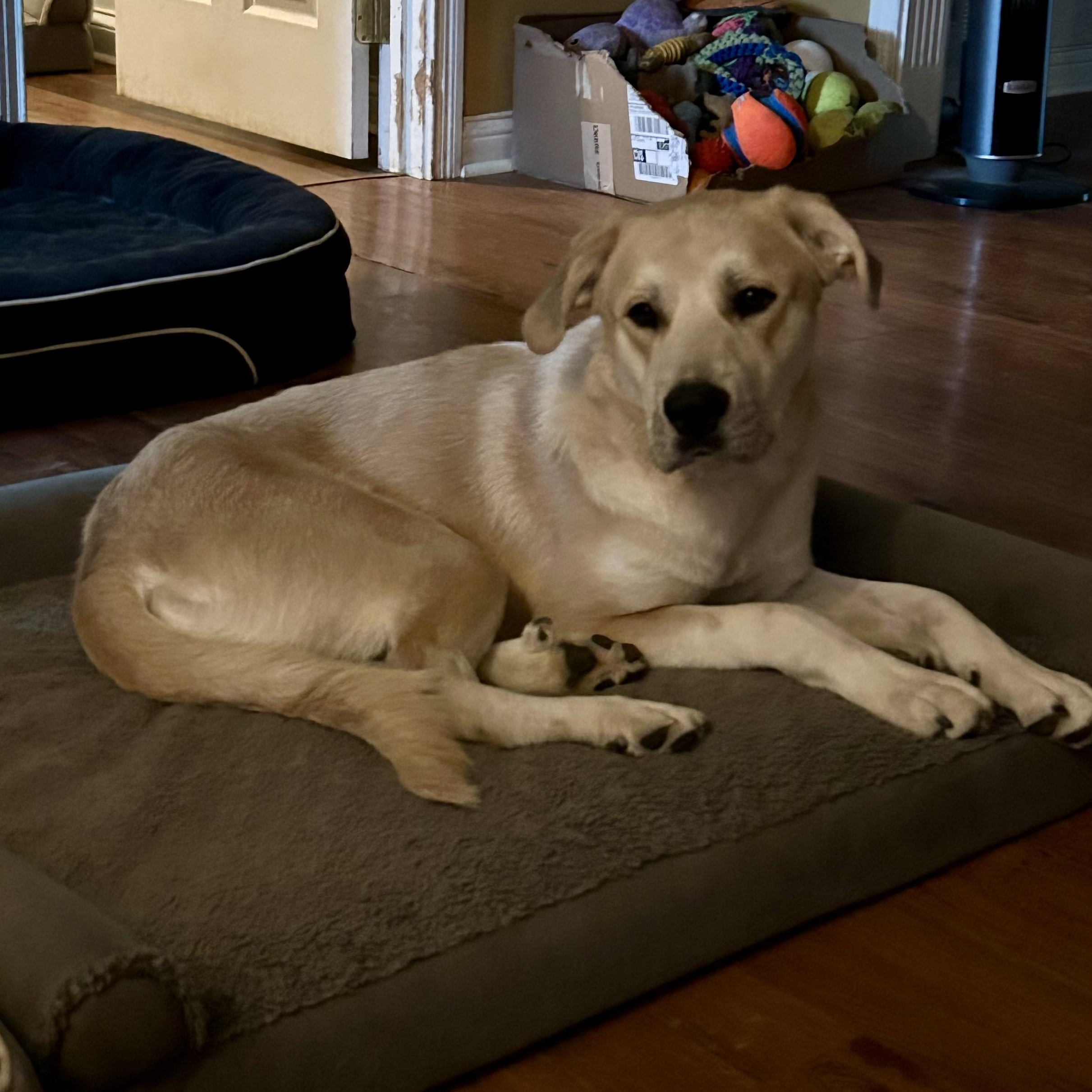 HG, ADOPTABLE, Young Male Labrador Retriever & Great Pyrenees.