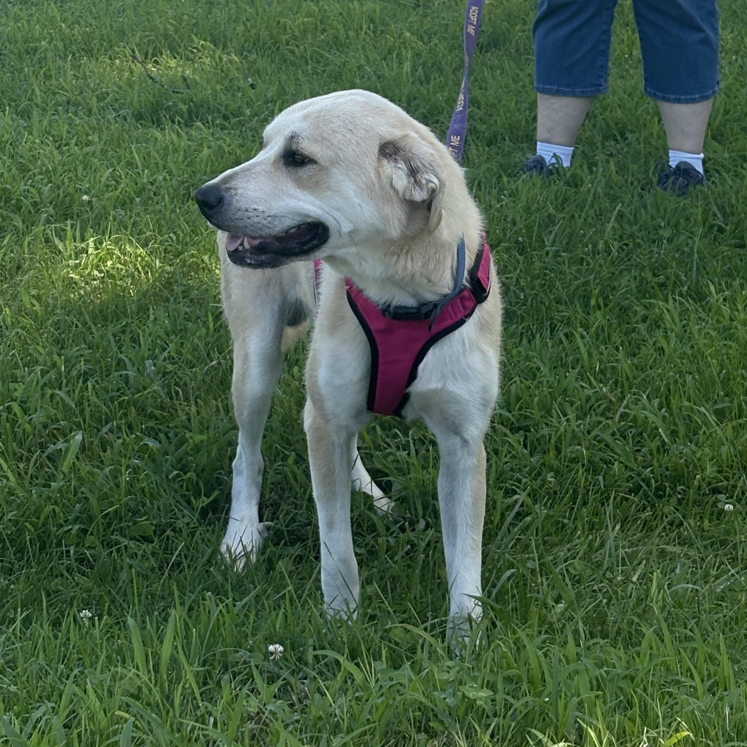 Enlarge HG, a ADOPTABLE mixed breed in Bardstown, KY image 6/6