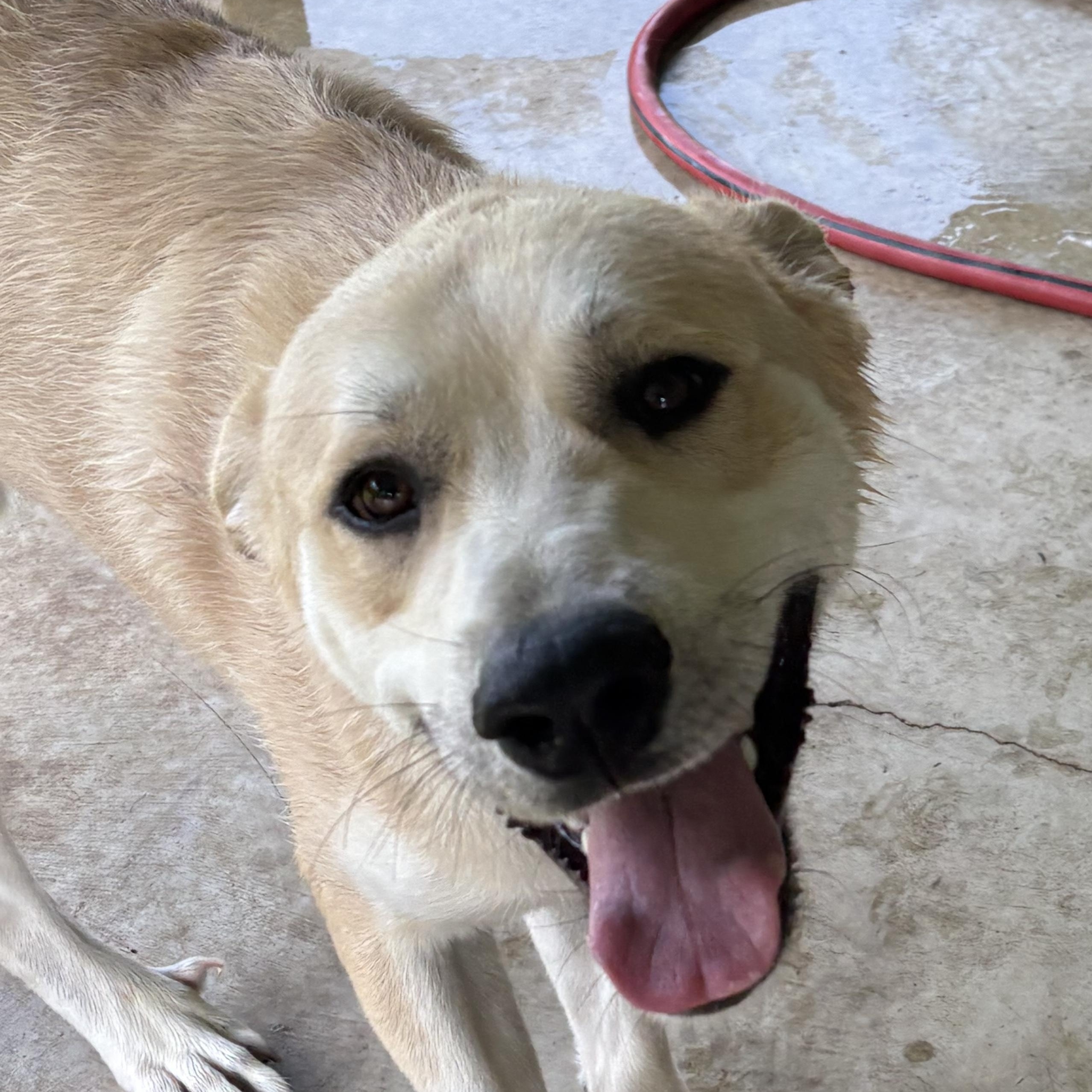 Enlarge HG, a ADOPTABLE mixed breed in Bardstown, KY image 5/6