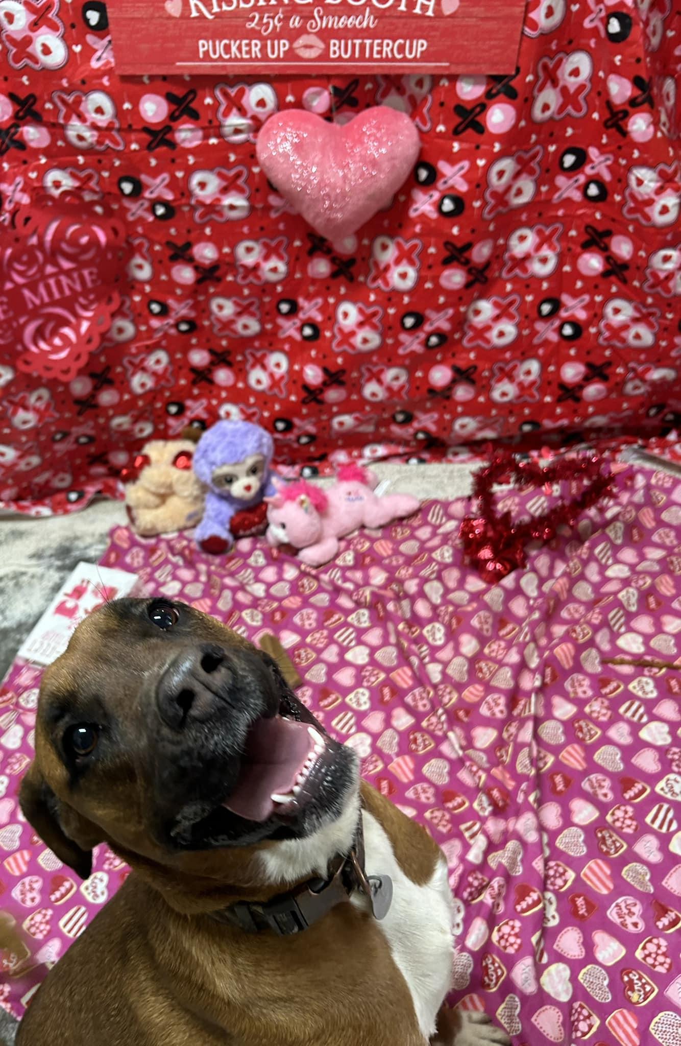 Momo, a Adoptable mixed breed in Bryson City, NC image 6/6