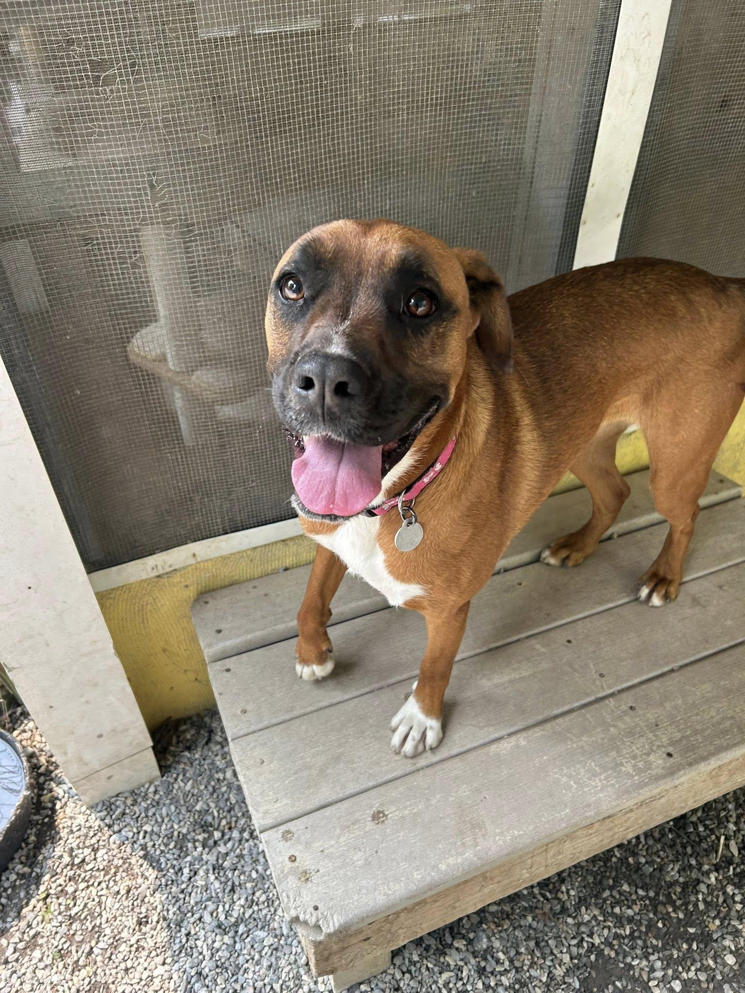 Momo, a Adoptable mixed breed in Bryson City, NC image 2/6