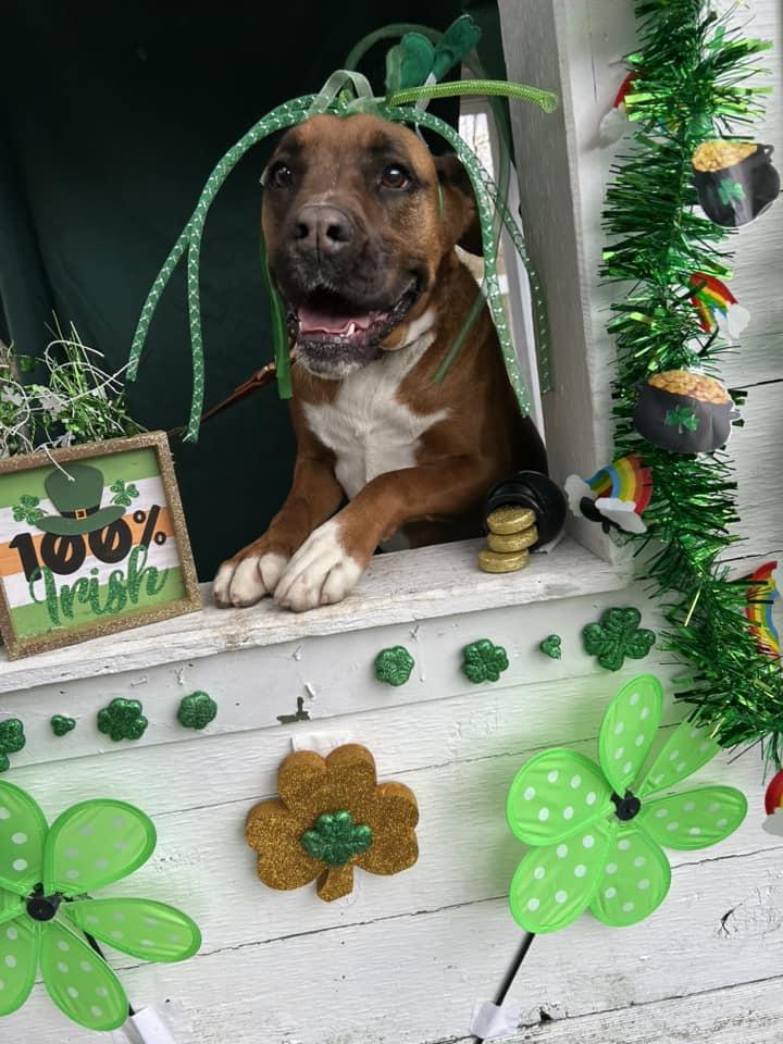 Momo, a Adoptable mixed breed in Bryson City, NC image 5/6