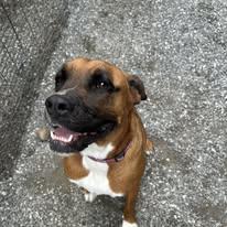 Momo, a Adoptable mixed breed in Bryson City, NC image 1/6