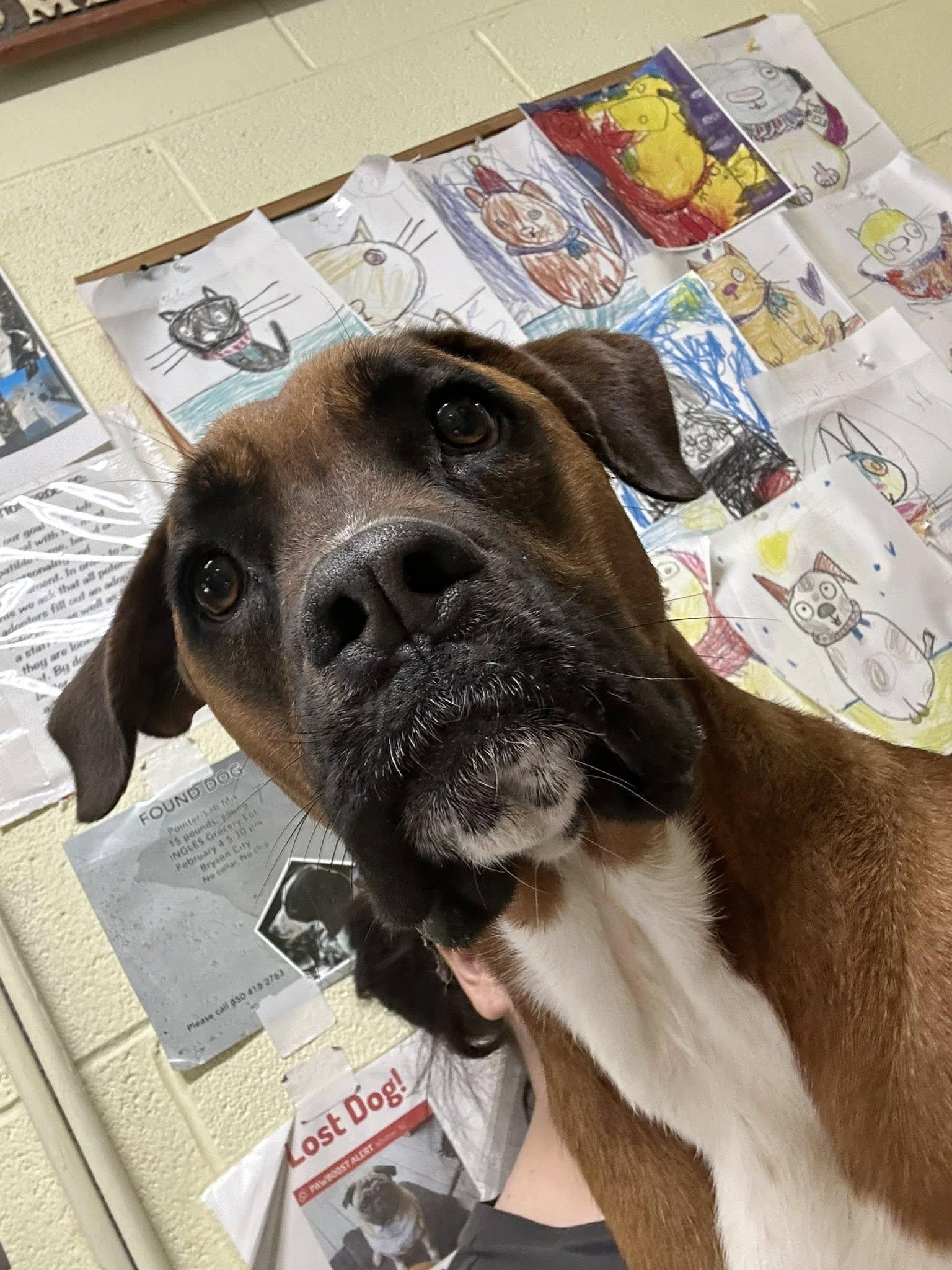 Momo, a Adoptable mixed breed in Bryson City, NC image 4/6