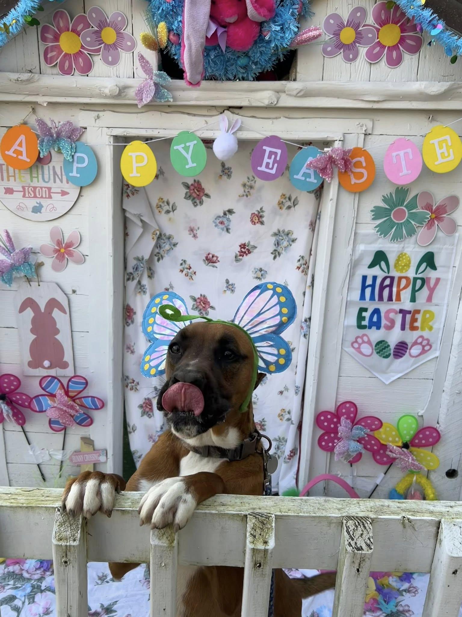 Momo, a Adoptable mixed breed in Bryson City, NC image 3/6