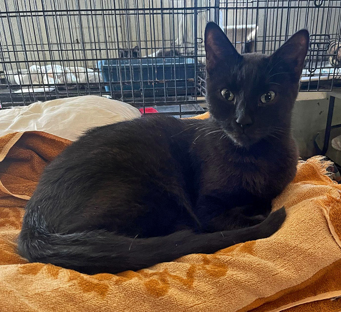 Enlarge Carter, a Adoptable mixed breed in Palo Cedro, CA image 1/1