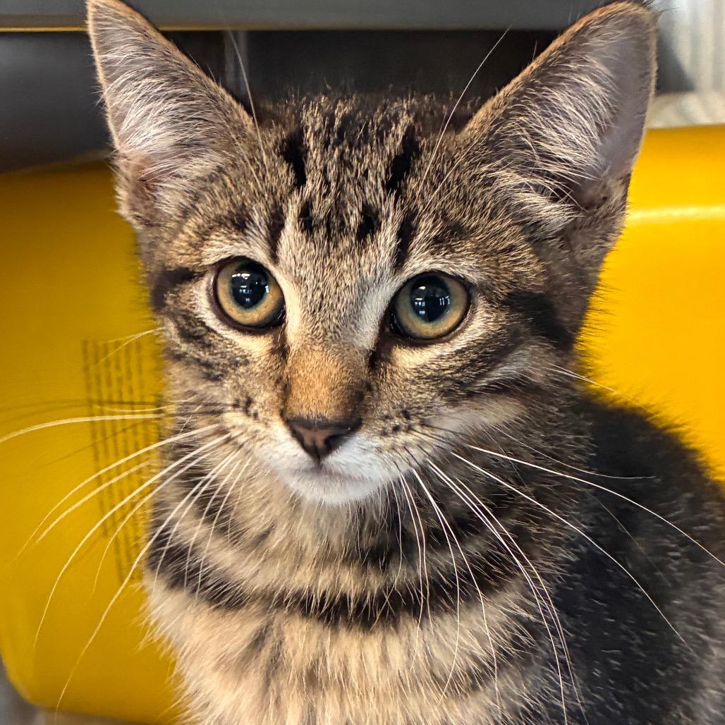 Gandalf, Adoptable, Kitten Male Domestic Short Hair.