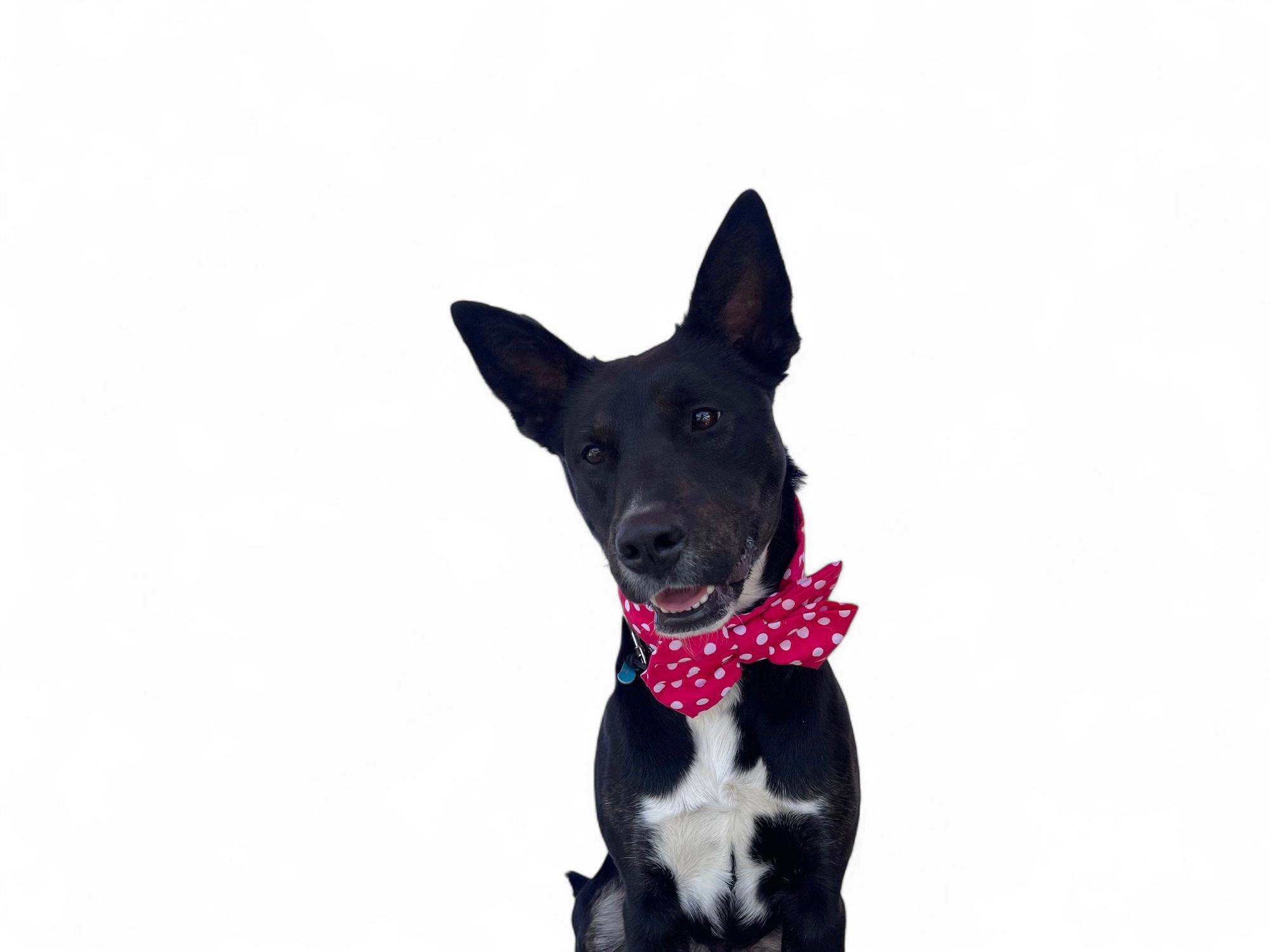 Ruby-ADOPT Me!, a Adoptable mixed breed in Redondo Beach, CA image 5/6