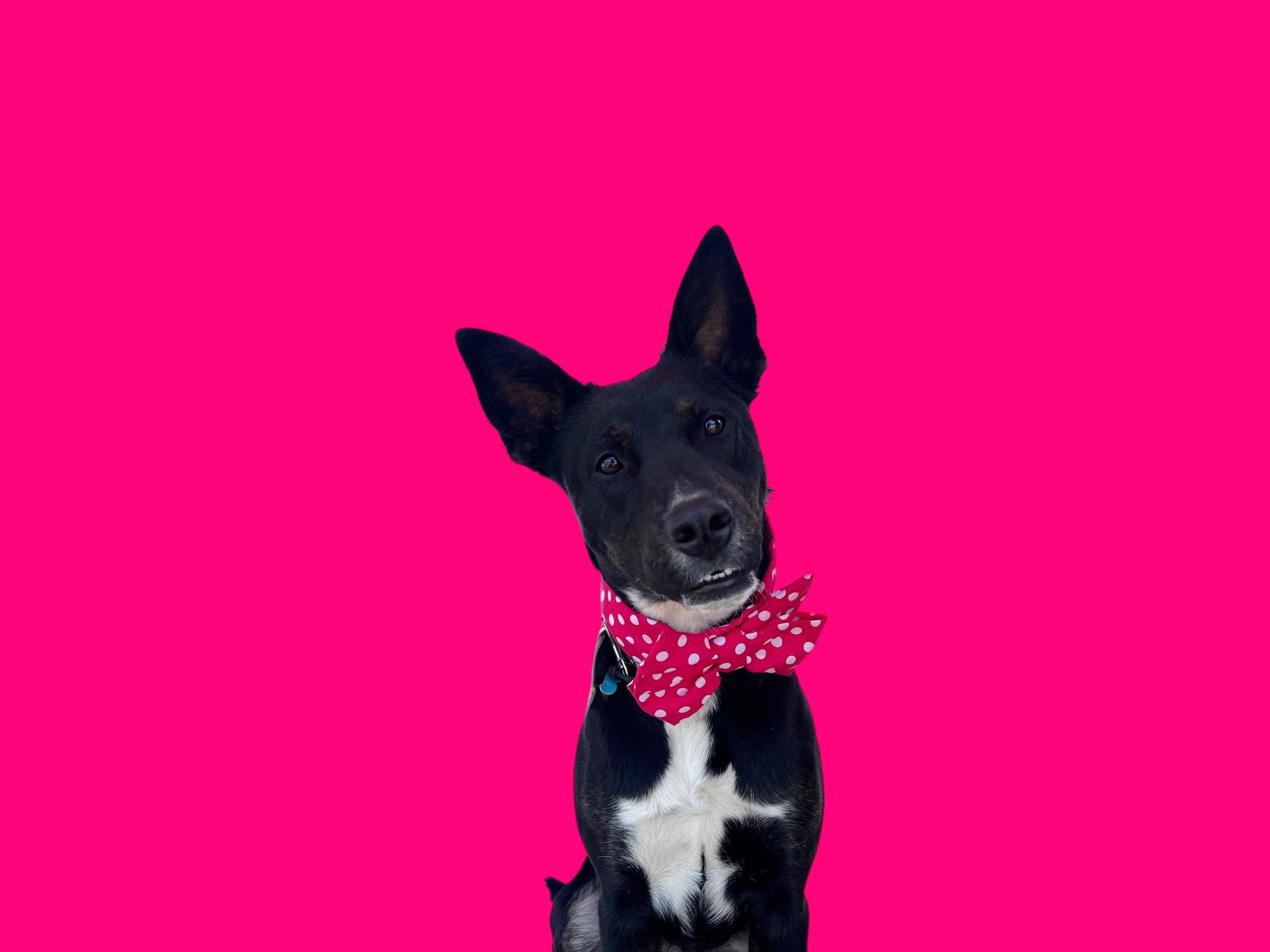 Ruby-ADOPT Me!, a Adoptable mixed breed in Redondo Beach, CA image 6/6