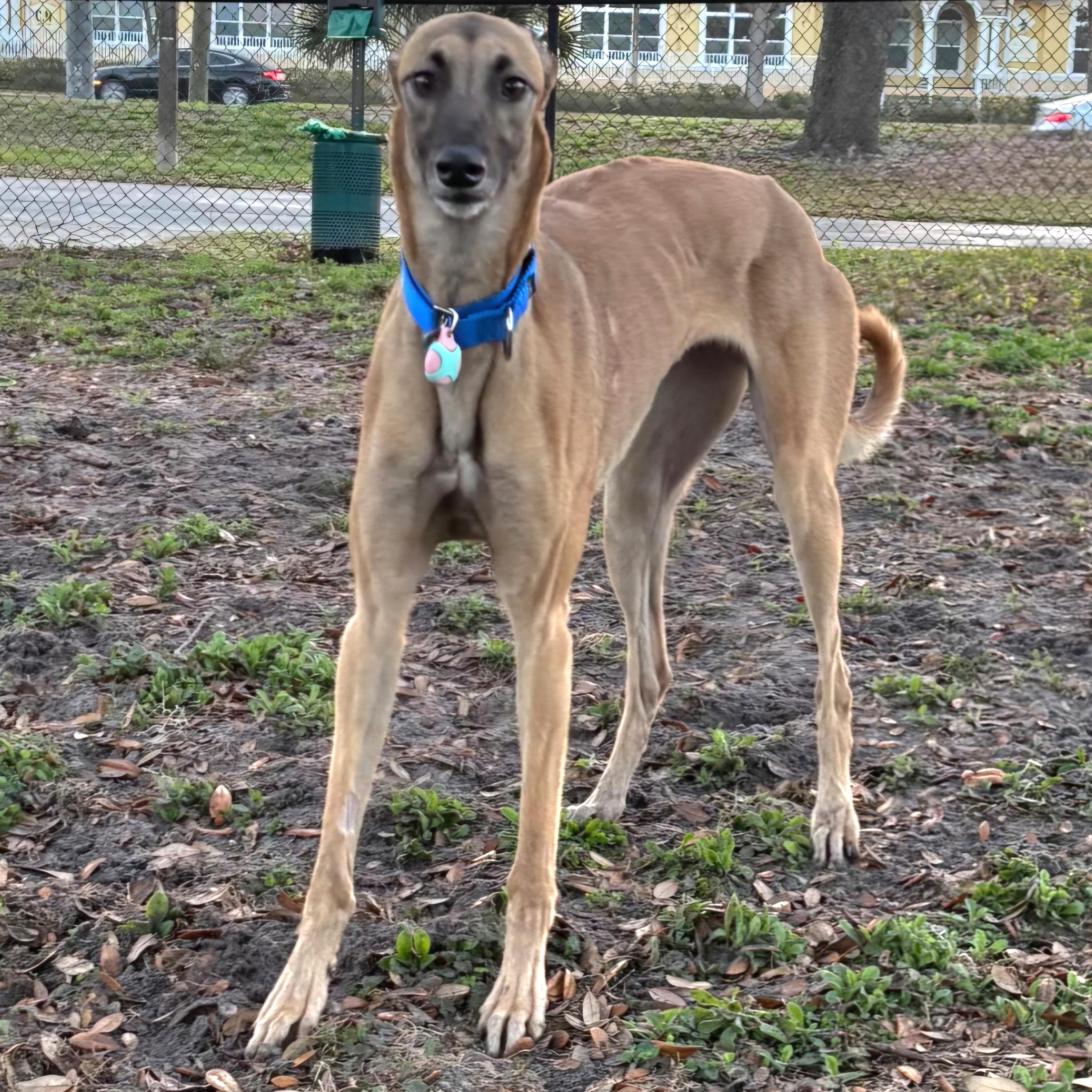 Enlarge Imark Hades, a Adopted Greyhound in Tarpon Springs, FL image 1/6