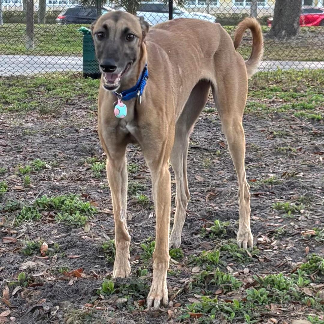 Enlarge Imark Hades, a Adopted Greyhound in Tarpon Springs, FL image 2/6