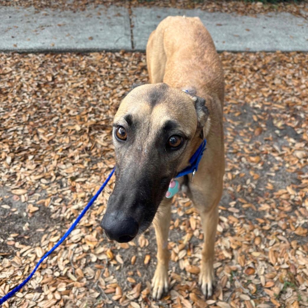 Enlarge Imark Hades, a Adopted Greyhound in Tarpon Springs, FL image 3/6