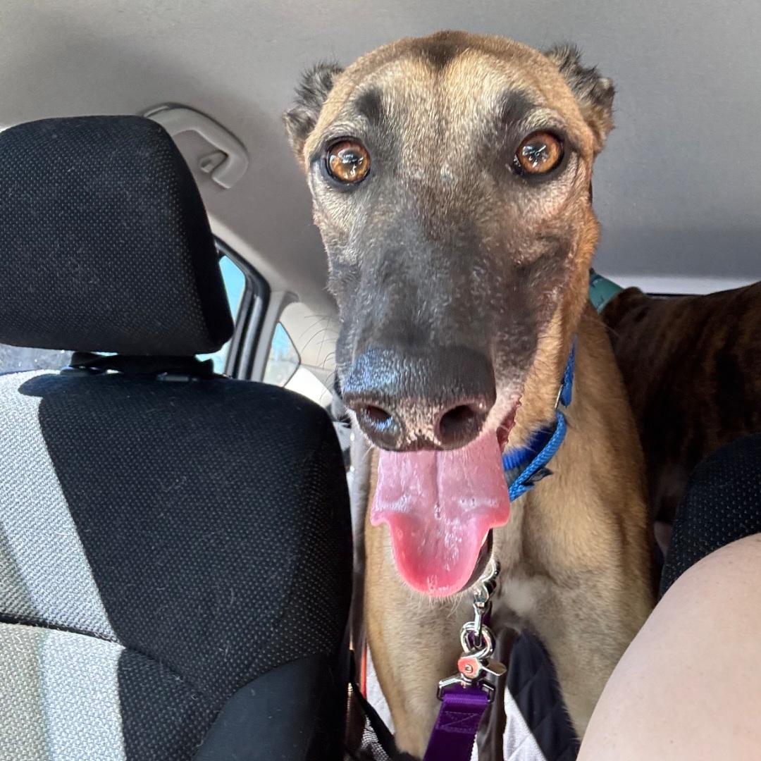 Enlarge Imark Hades, a Adopted Greyhound in Tarpon Springs, FL image 4/6